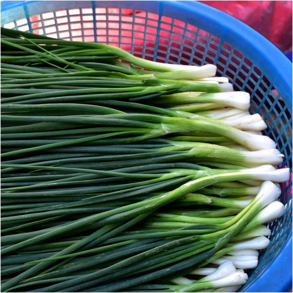 Onion (Spring) - Winter Ishikura Improved seeds - Happy Valley Seeds