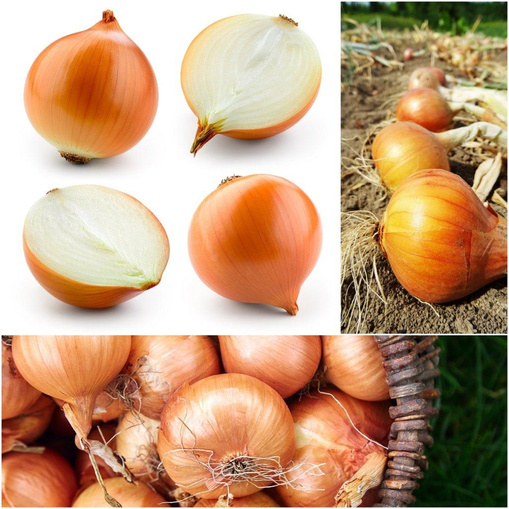 Onion - Yellow Granex F1 seeds - Happy Valley Seeds