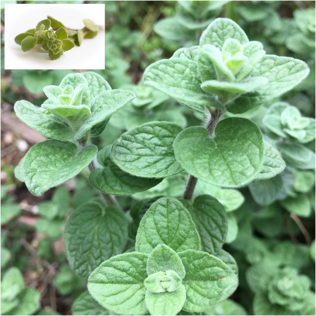 Oregano Zattar seeds - Happy Valley Seeds