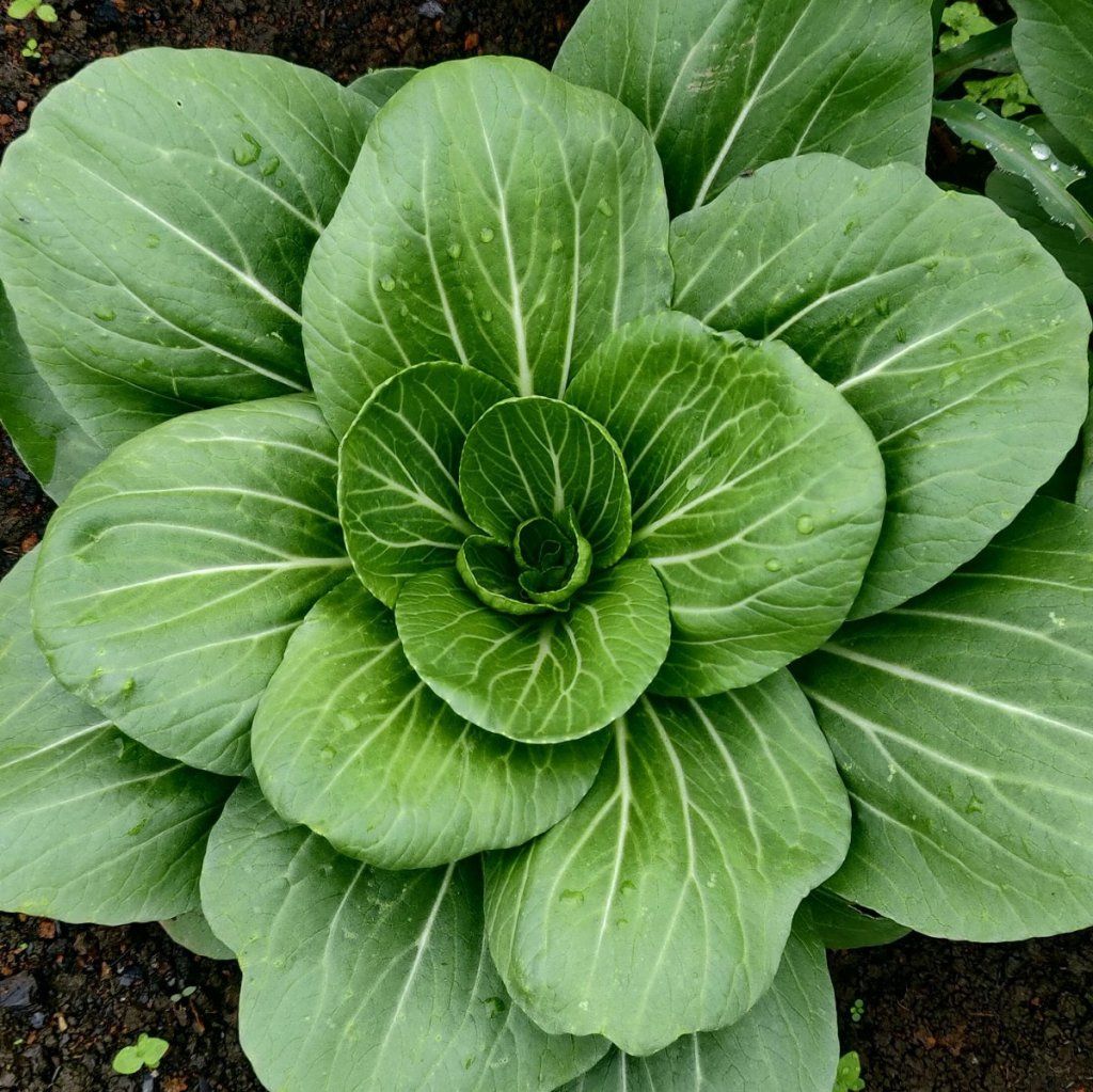 Pak Choi - Da Cheong Chae F1 seeds - Happy Valley Seeds