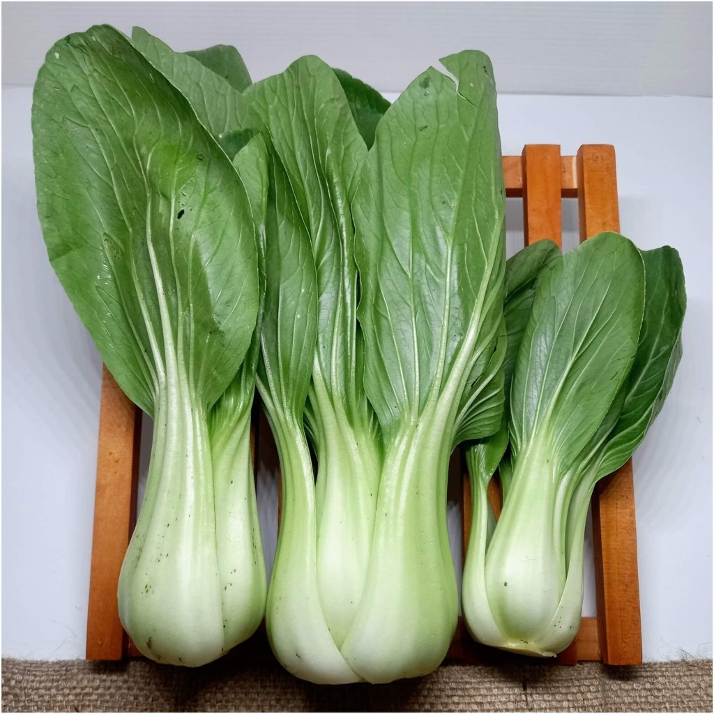 Pak Choi - Miyako F1 seeds - Happy Valley Seeds