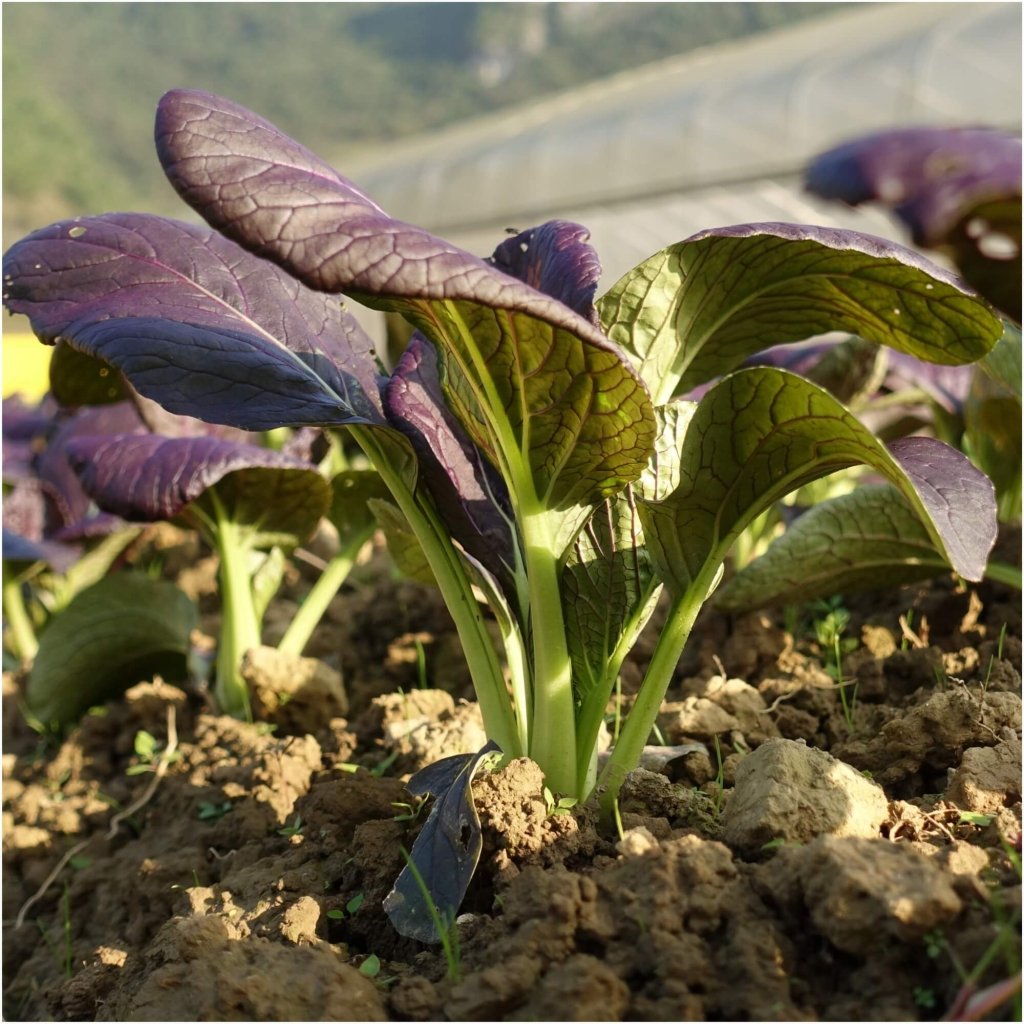 Pak Choi - Purple Early F1 seeds - Happy Valley Seeds