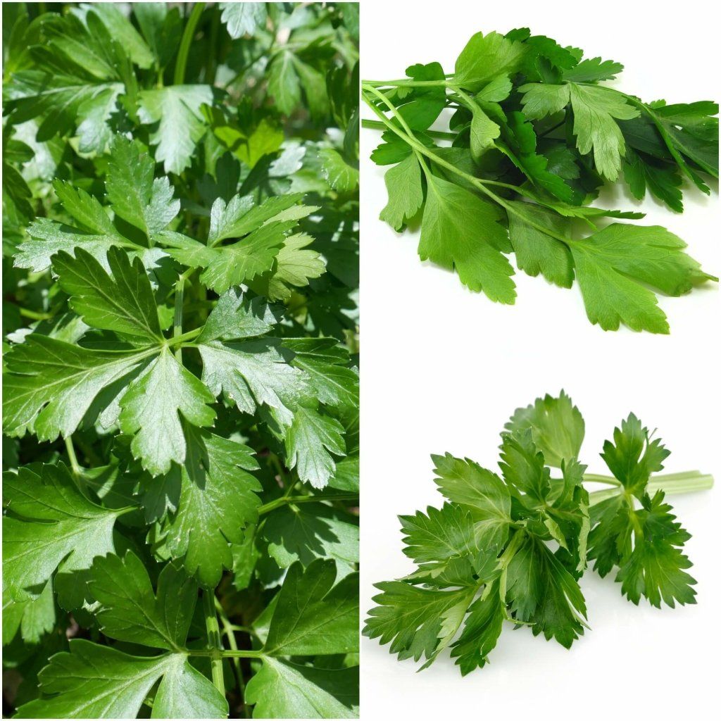 Parsley - Giant of Italy seeds - Happy Valley Seeds