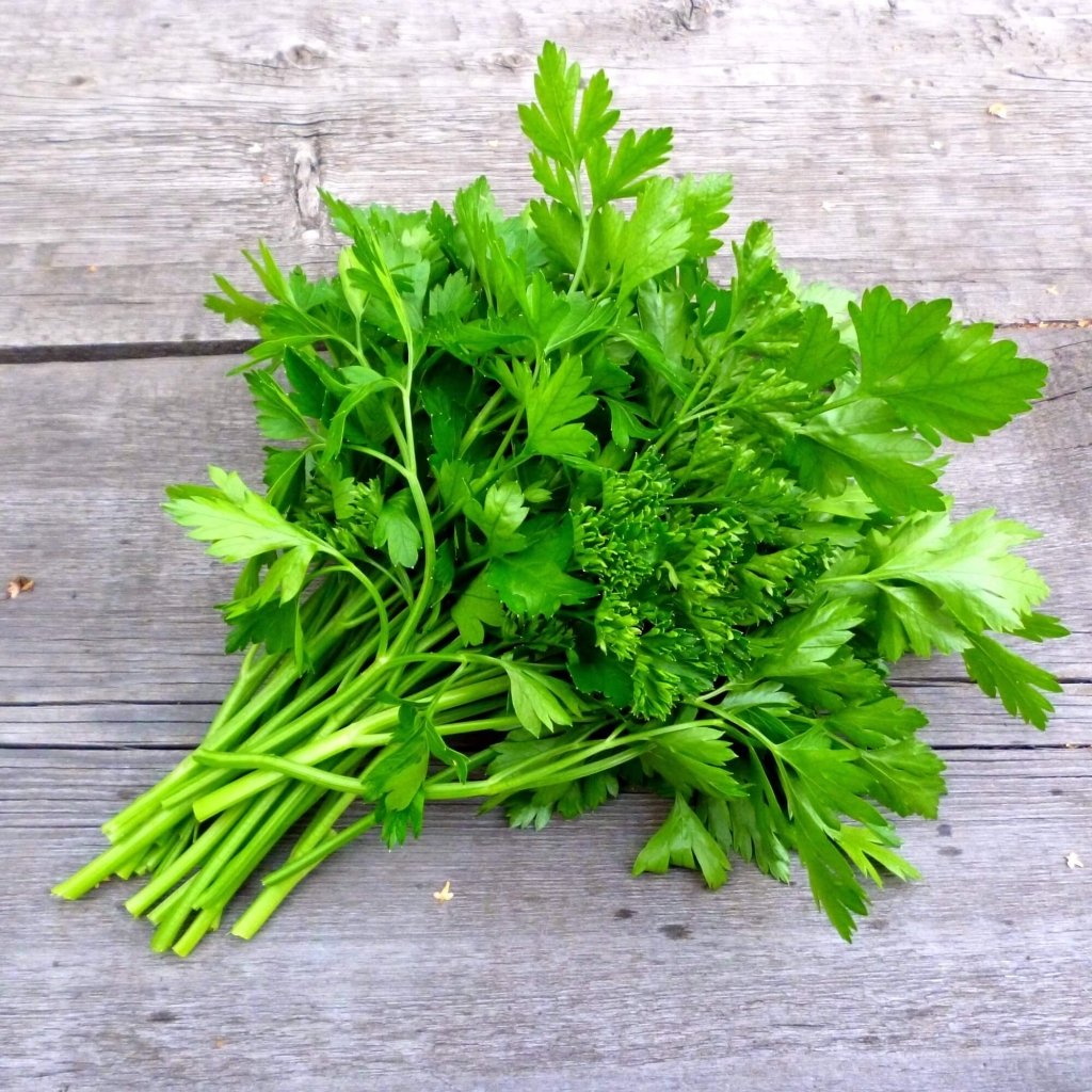 Parsley - Plain seeds - Happy Valley Seeds