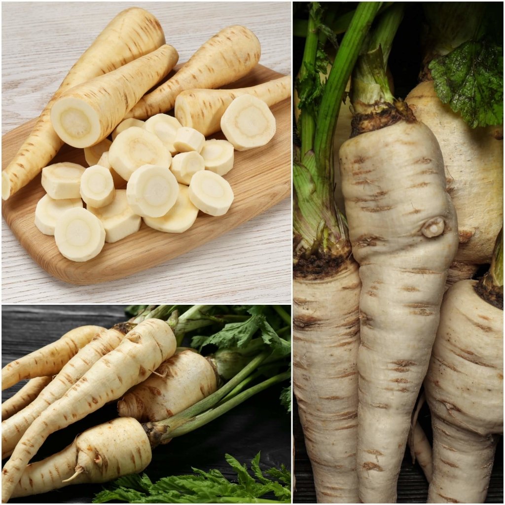 Parsnip - White Gem seeds - Happy Valley Seeds