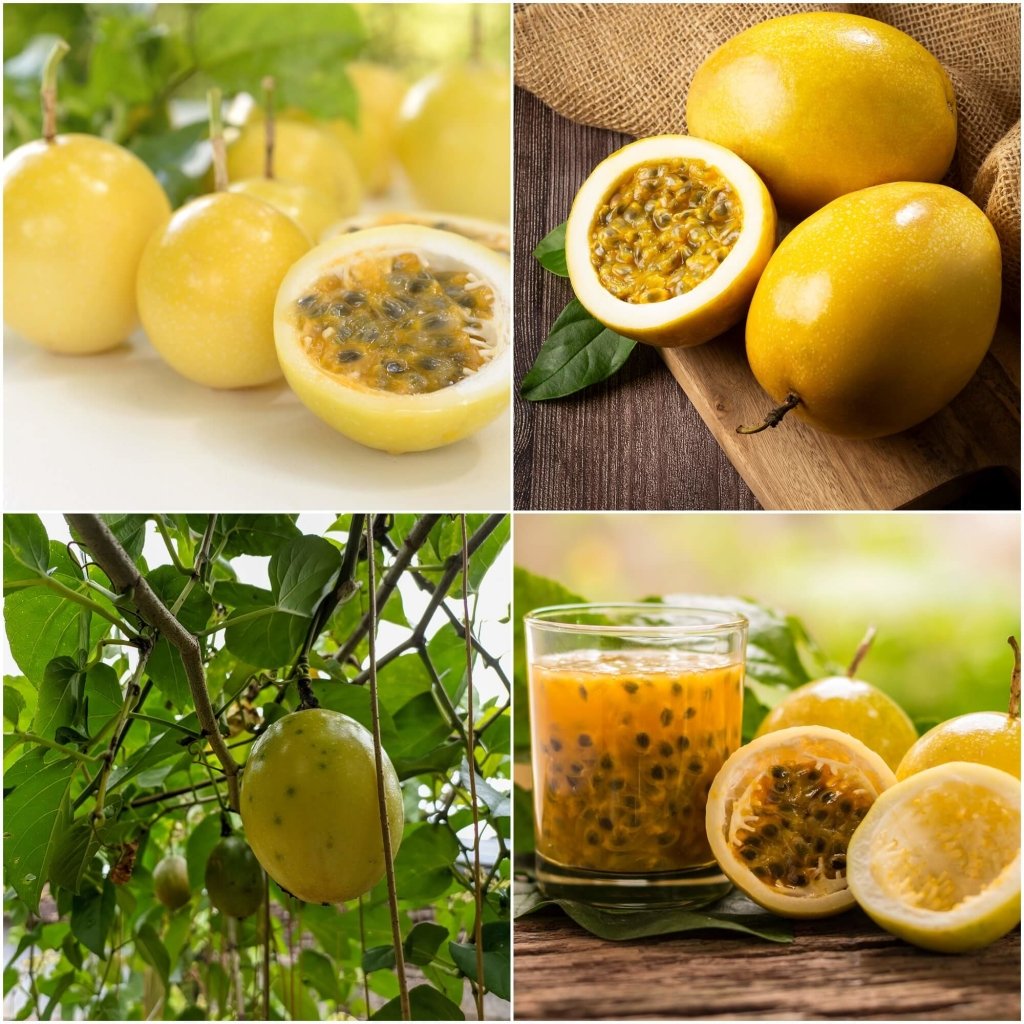 Passionfruit - Panama Gold seeds - Happy Valley Seeds