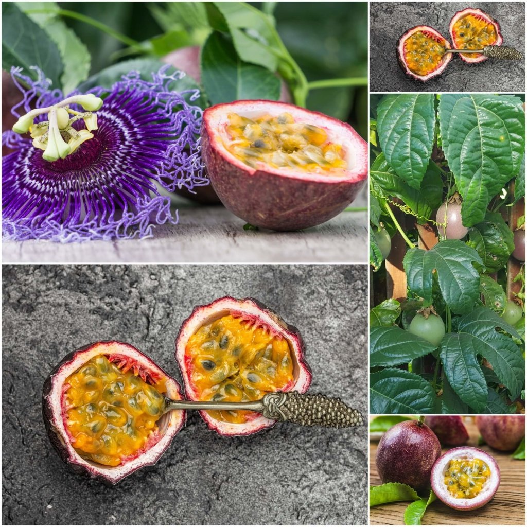 Passionfruit - Red Flamenco F1 seeds - Happy Valley Seeds