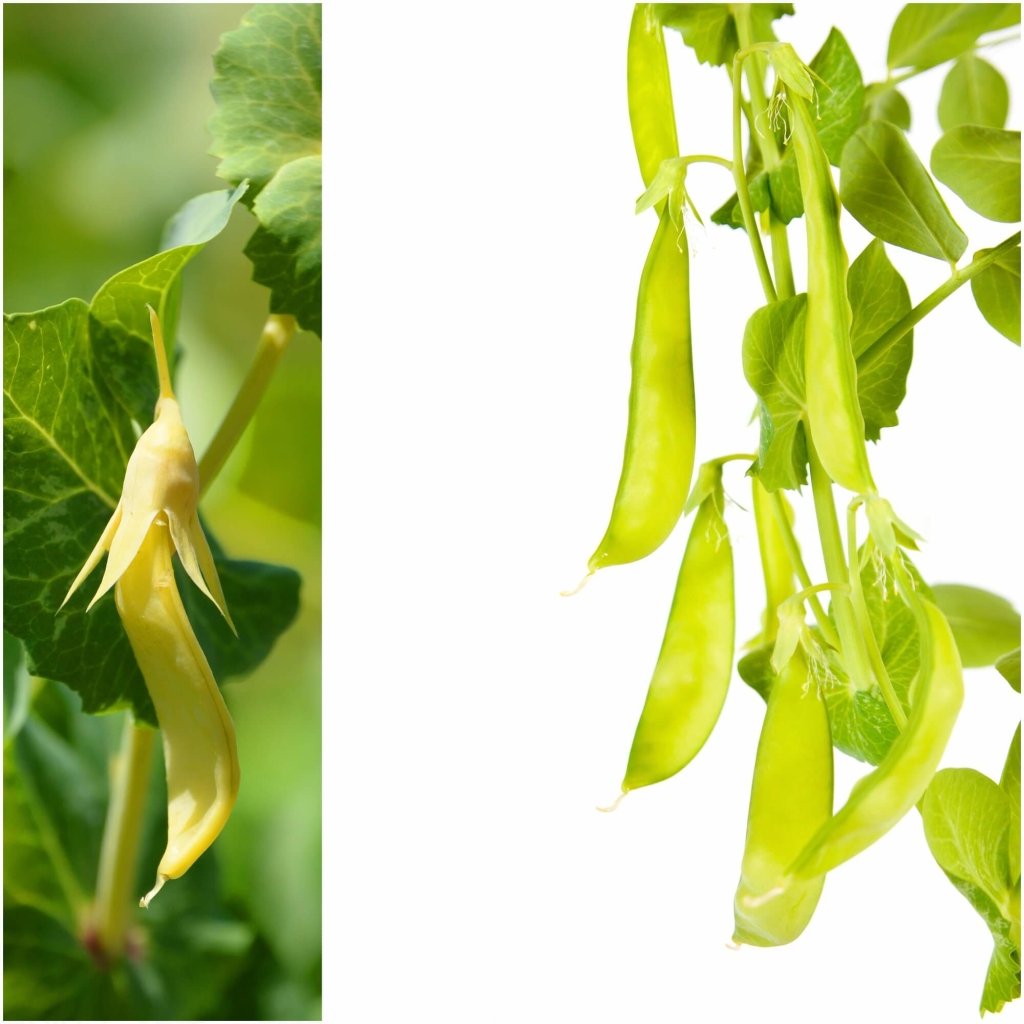 Pea - Golden Podded seeds - Happy Valley Seeds