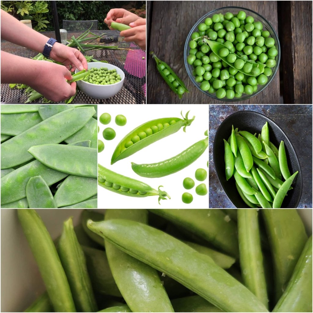 Pea Seeds - Assorted (Dwarf/ Bush) - 6 Packs - Happy Valley Seeds