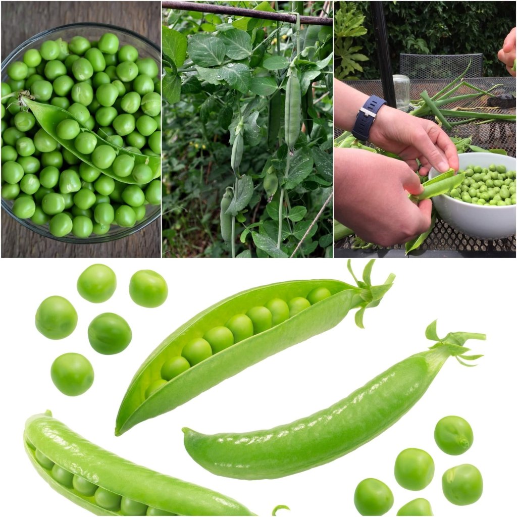 Pea Seeds - Assorted Shelling Pea - 4 Packs - Happy Valley Seeds