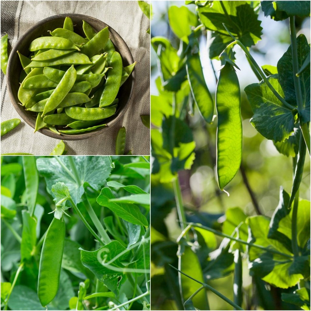 Pea Seeds - Assorted Snow Pea - 3 Packs - Happy Valley Seeds