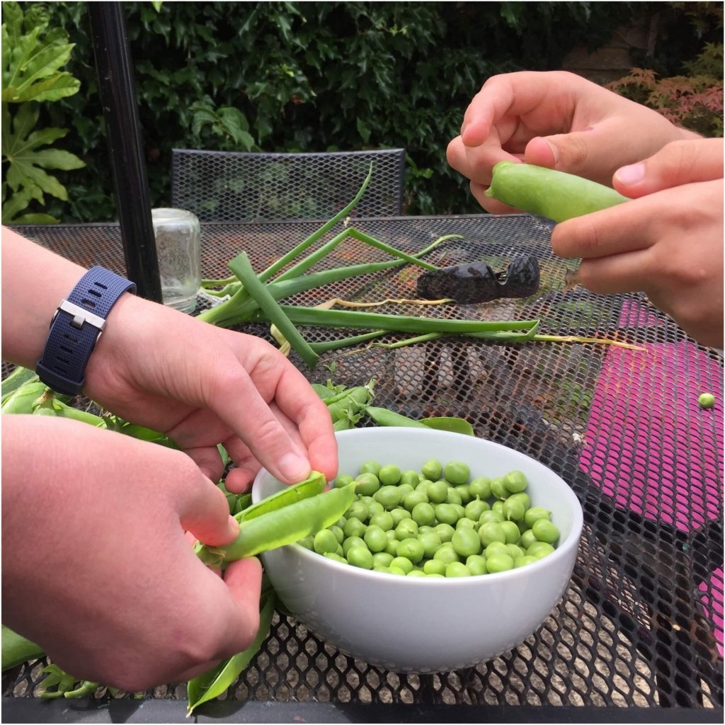 Pea (Shelling) - Greenfeast seeds - Happy Valley Seeds