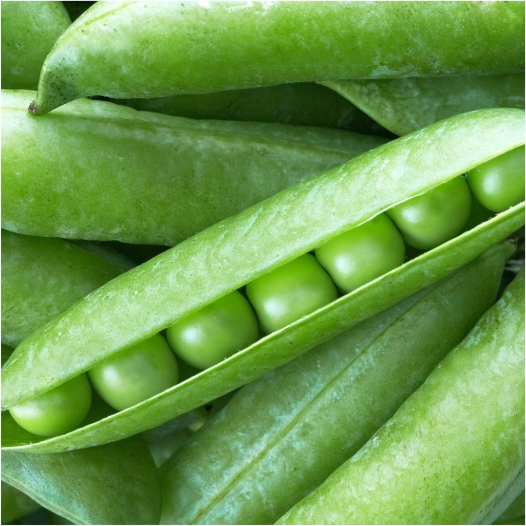 Pea (Shelling) - Princess seeds - Happy Valley Seeds