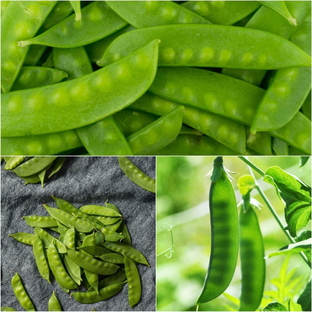 Pea (Snowpea) - Green Devil (PBR) seeds - Happy Valley Seeds
