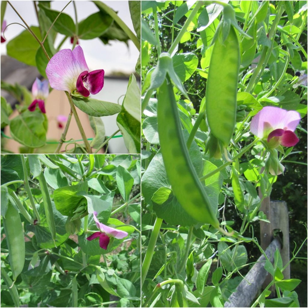 Pea (Snowpea) - Purple Flowered seeds - Happy Valley Seeds