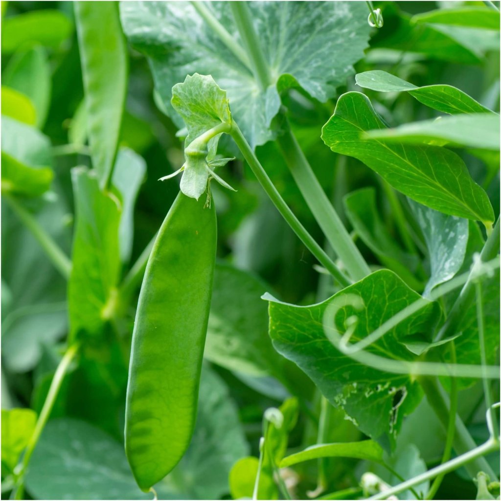 Pea (Snowpea) - Yukamo Giant seeds - Happy Valley Seeds