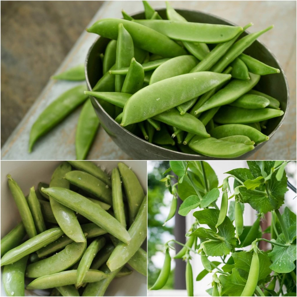 Pea (Sugarsnap) - Bon seeds - Happy Valley Seeds