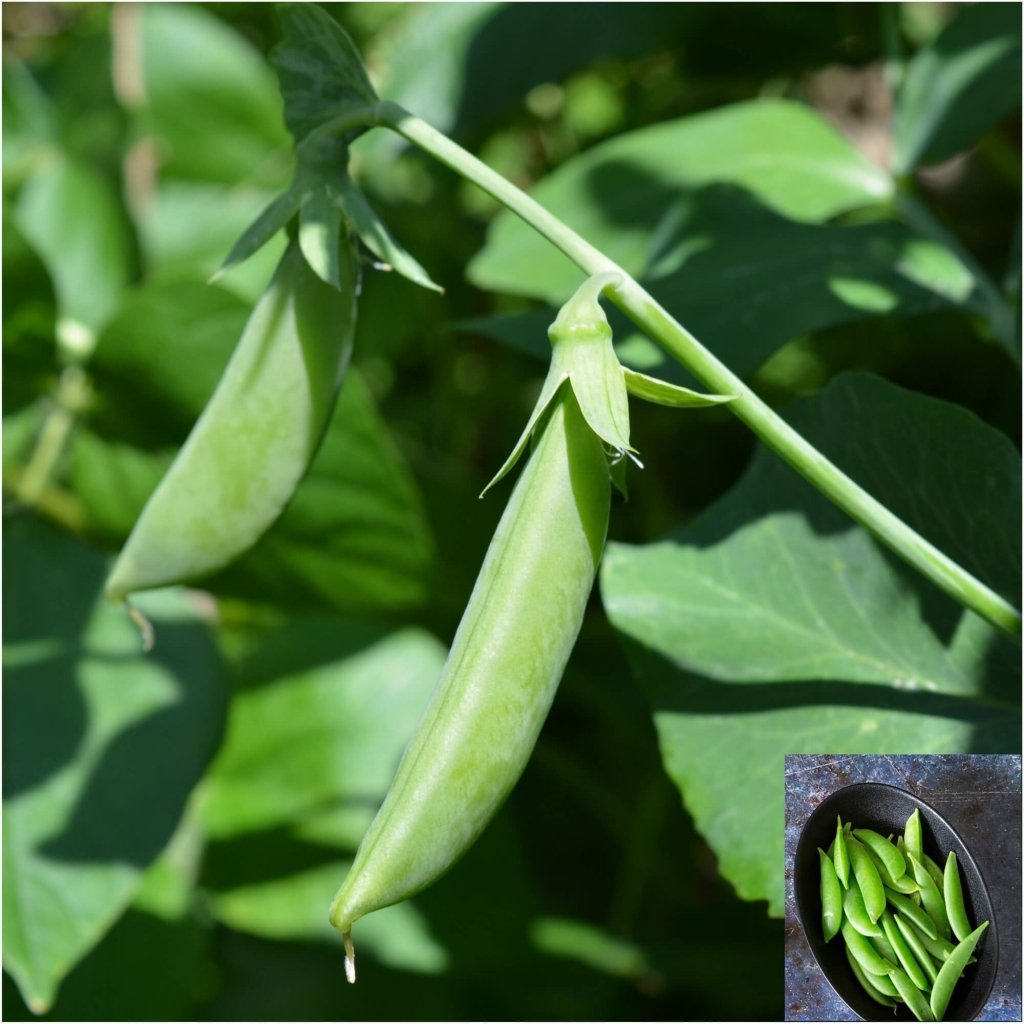 Pea (Sugarsnap) - Bush - Sugar Ann seeds - Happy Valley Seeds