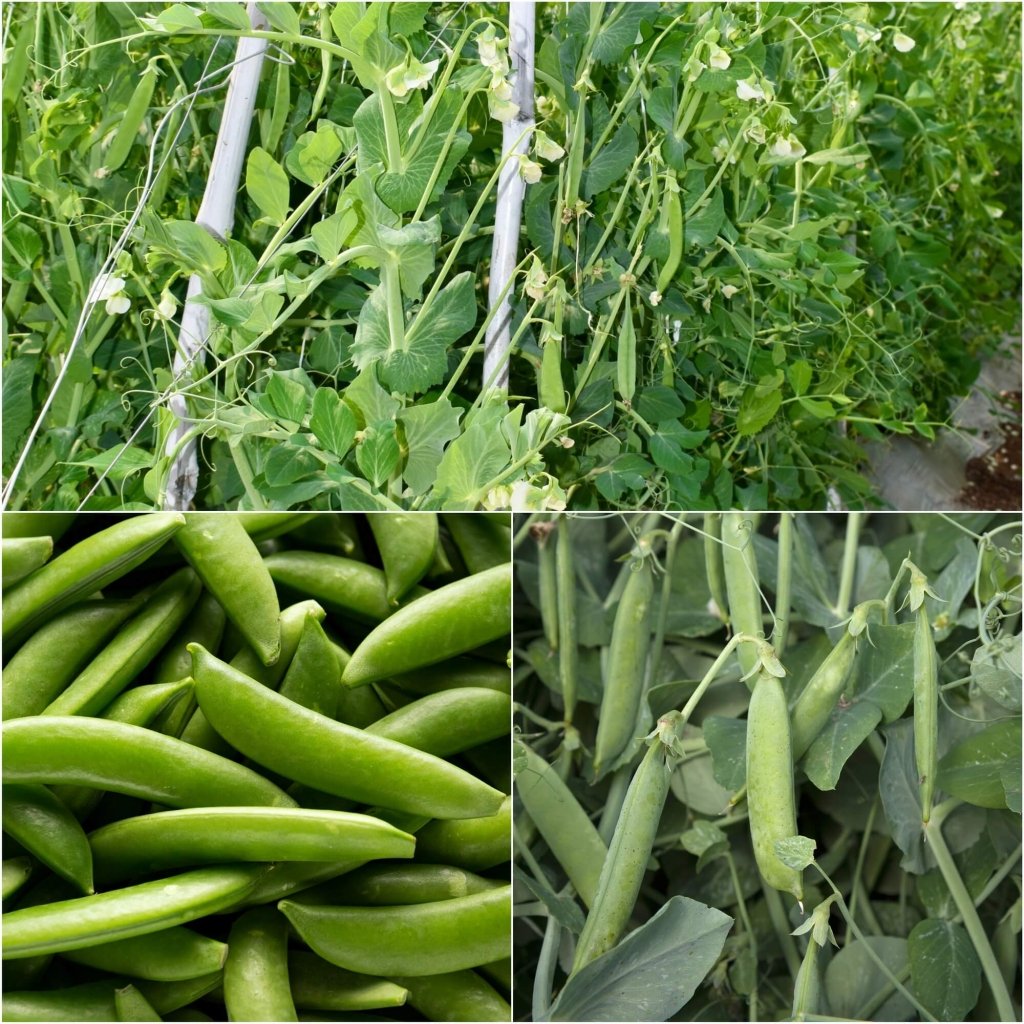 Pea (Sugarsnap) - Climbing seeds - Happy Valley Seeds