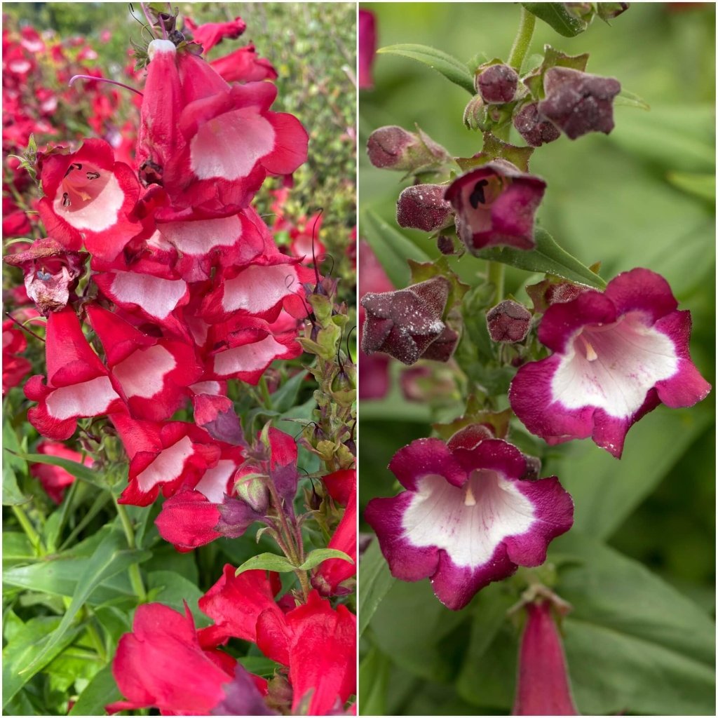 Penstemon - Sensation Mixed seeds - Happy Valley Seeds