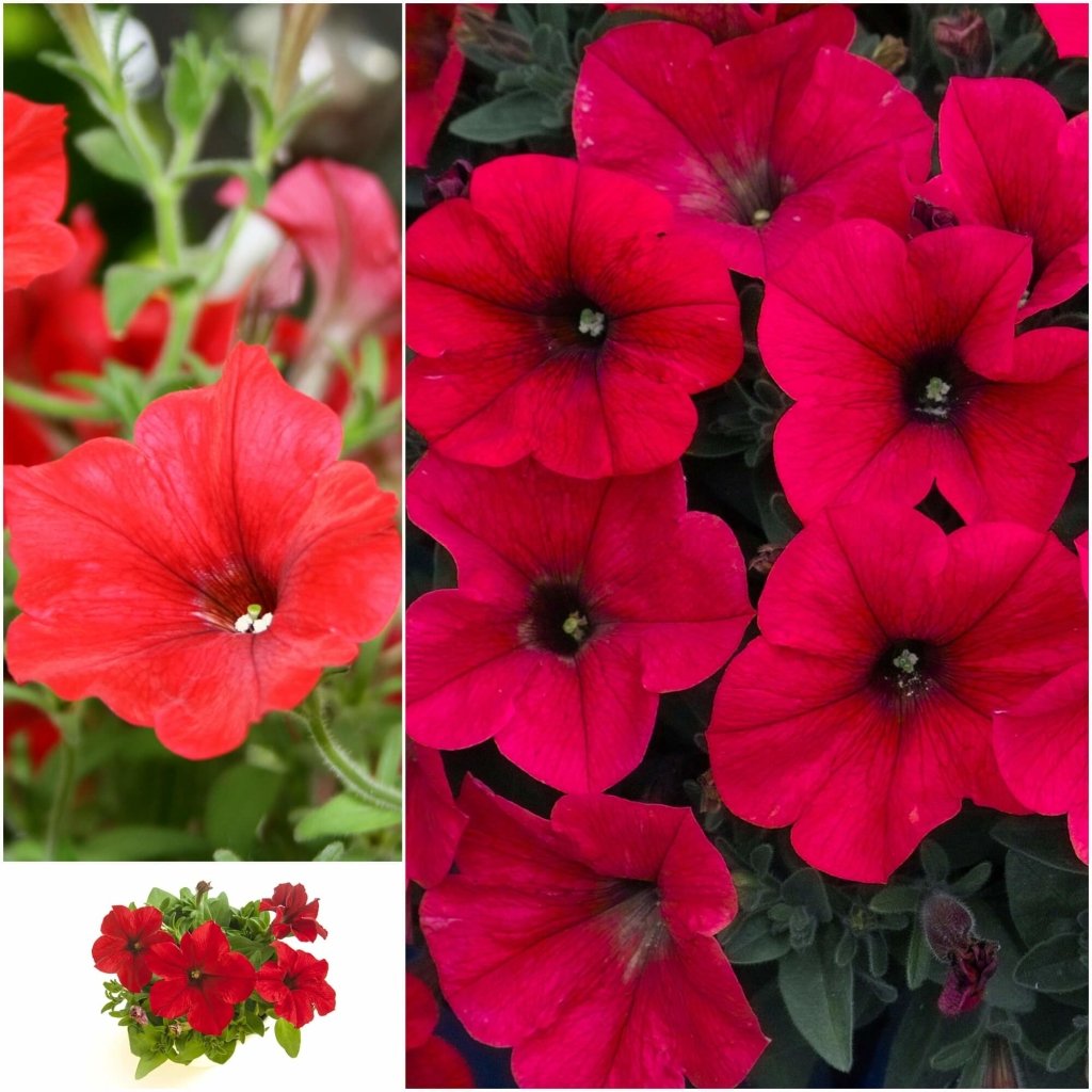 Petunia - Fire Chief seeds - Happy Valley Seeds