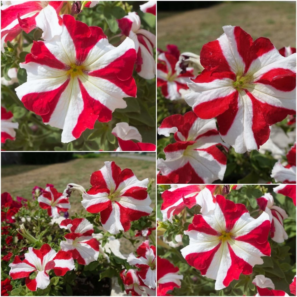 Petunia - Red & White Star seeds - Happy Valley Seeds