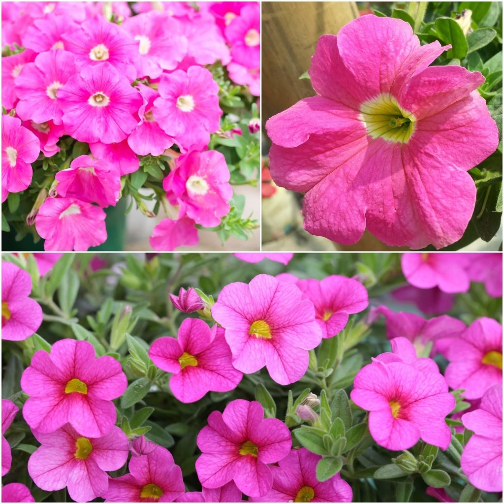 Petunia - Rose of Heaven seeds - Happy Valley Seeds
