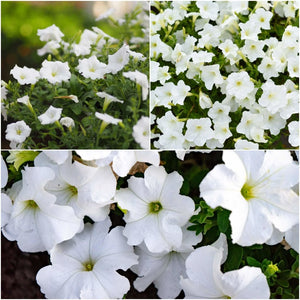 Petunia - Snowball White seeds