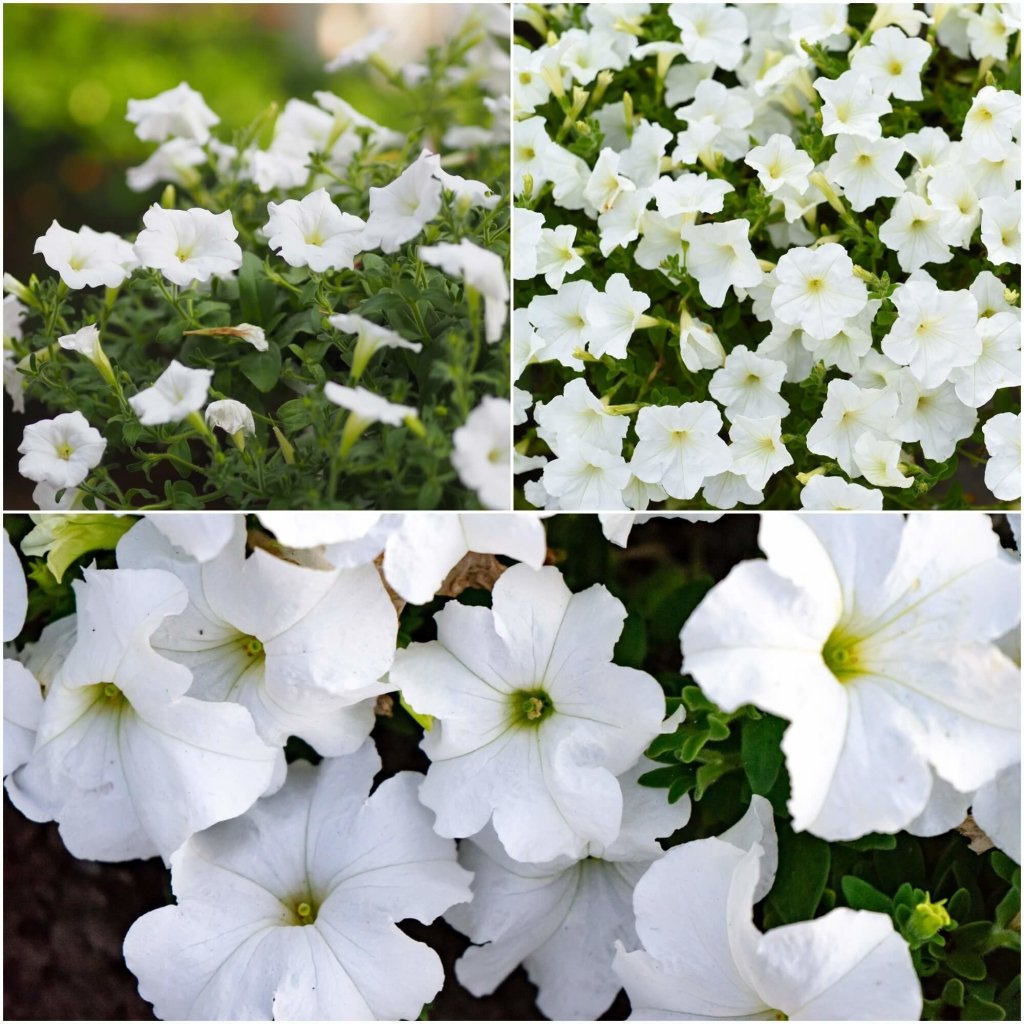 Petunia - Snowball White seeds - Happy Valley Seeds