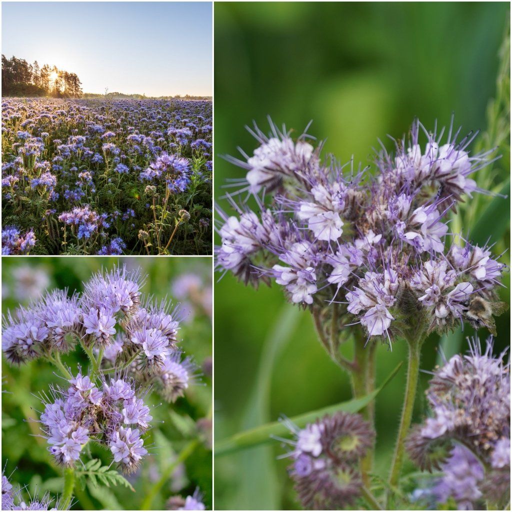 Phacelia seeds - Happy Valley Seeds