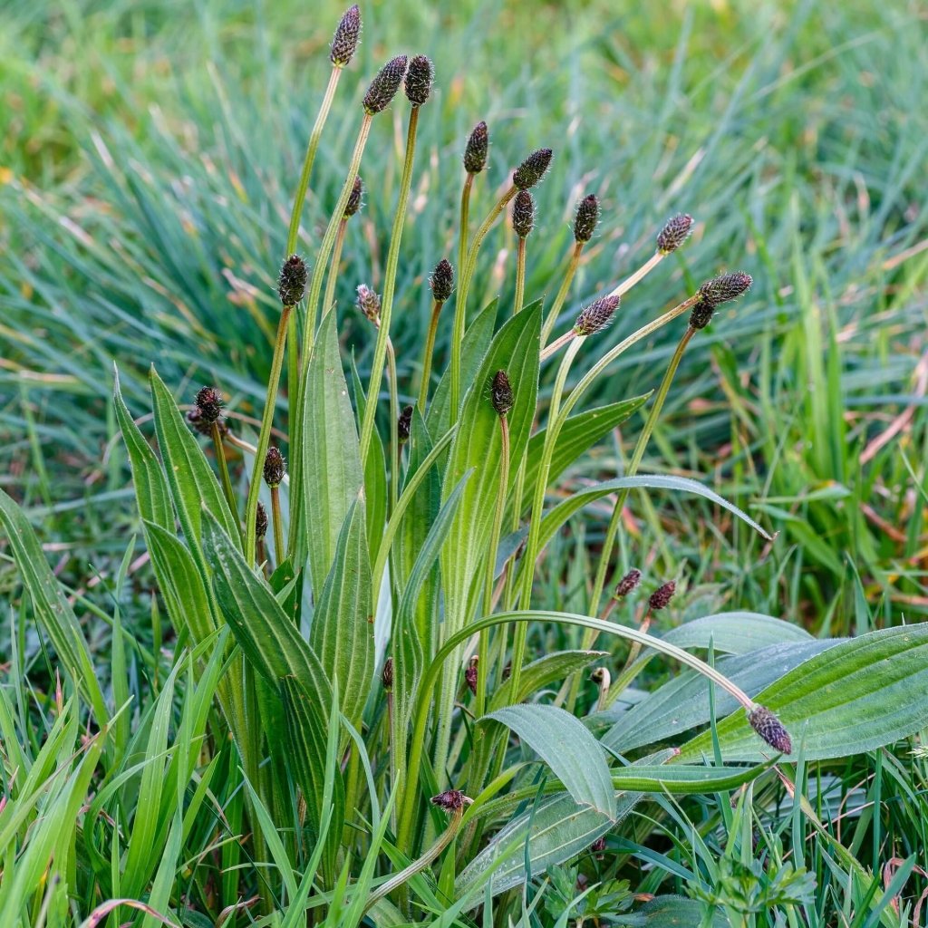 Plantain (Plantago) seeds - Happy Valley Seeds