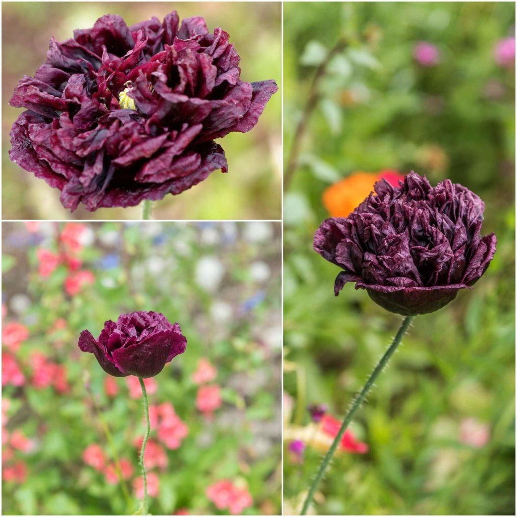 Poppy - Peony Double Black seeds - Happy Valley Seeds
