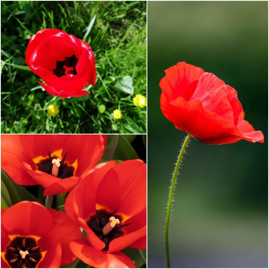 Poppy - Red Tulip Poppy seeds - Happy Valley Seeds