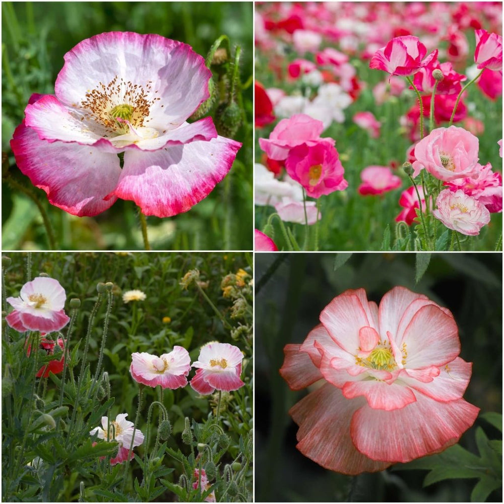 Buy Poppy Shirley Double Flower Mix seeds Online Happy Valley Seeds