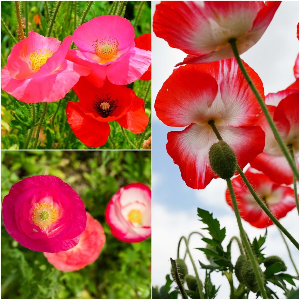 Poppy - Shirley Single Mixed seeds - Happy Valley Seeds