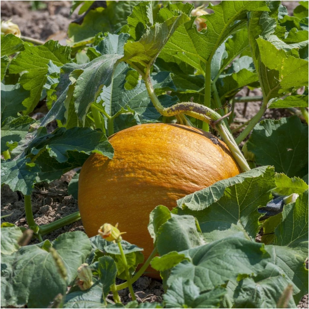 Pumpkin - Big Max seeds - Happy Valley Seeds