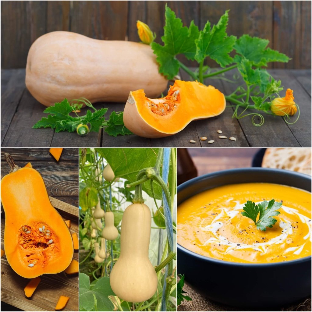 Pumpkin - Butternut seeds - Happy Valley Seeds