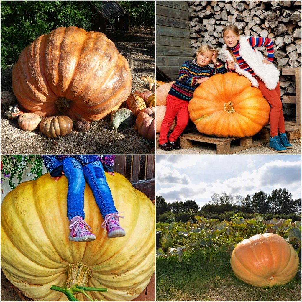 Pumpkin - Dills Atlantic Giant seeds - Happy Valley Seeds
