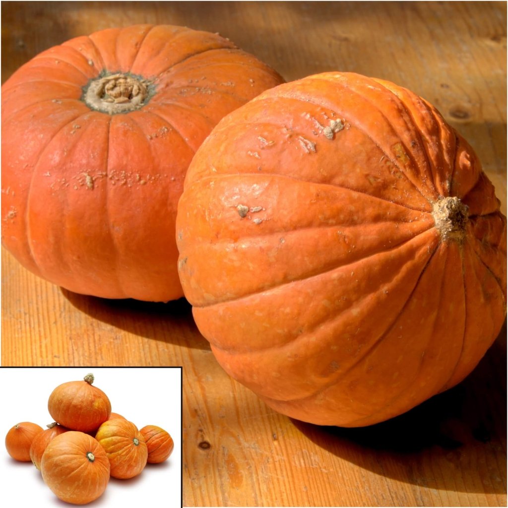 Pumpkin - Golden Nugget seeds - Happy Valley Seeds