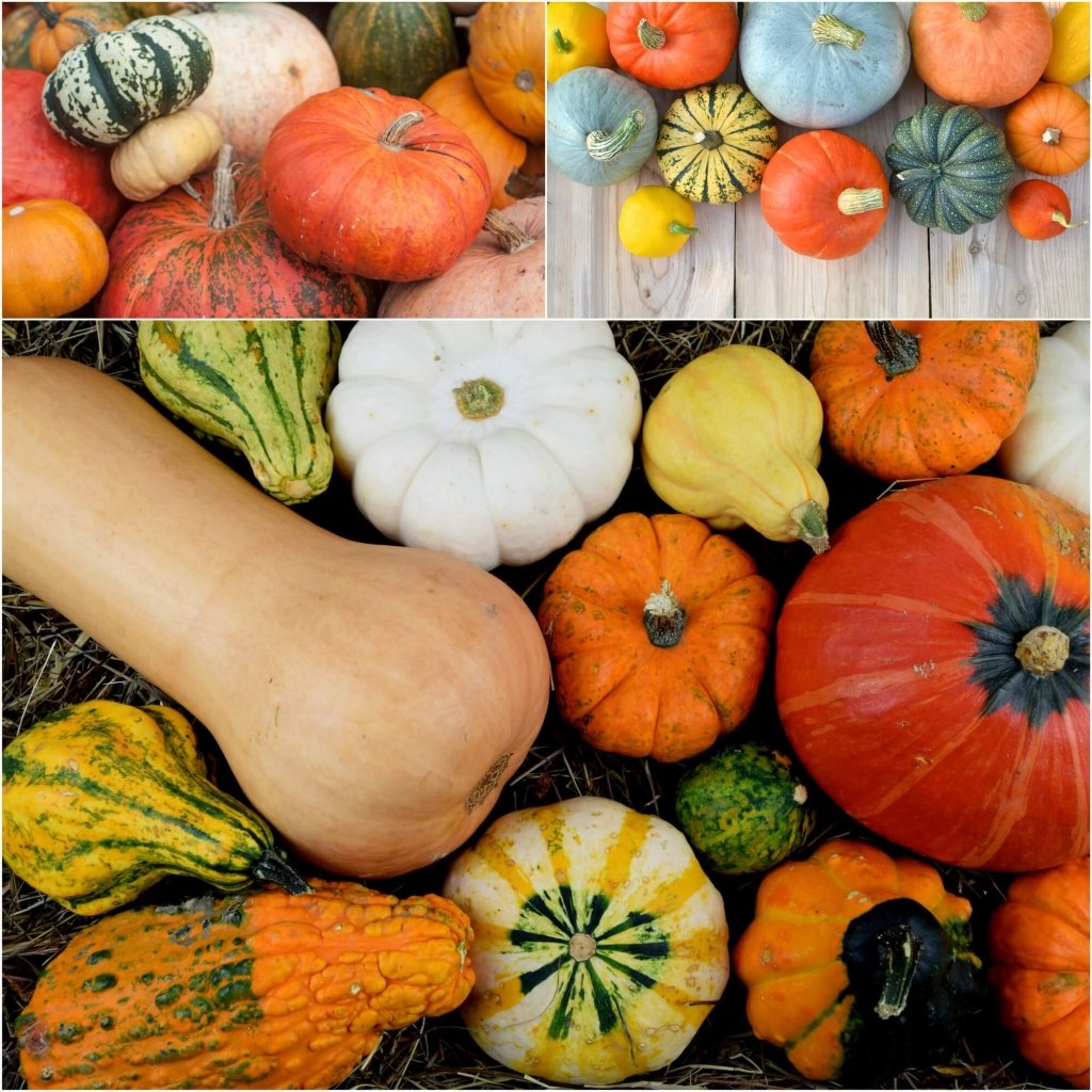 Pumpkin - Heirloom Mix seeds - Happy Valley Seeds