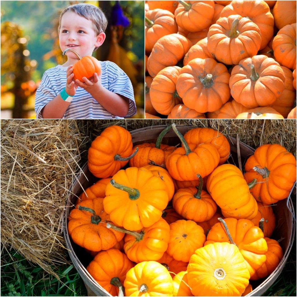 Pumpkin - Jack Be Little seeds - Happy Valley Seeds