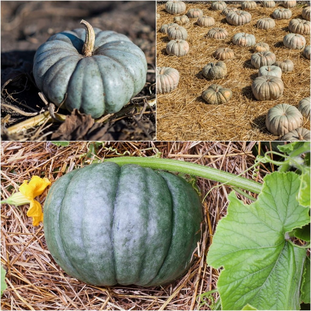 Pumpkin - Jarrahdale seeds - Happy Valley Seeds