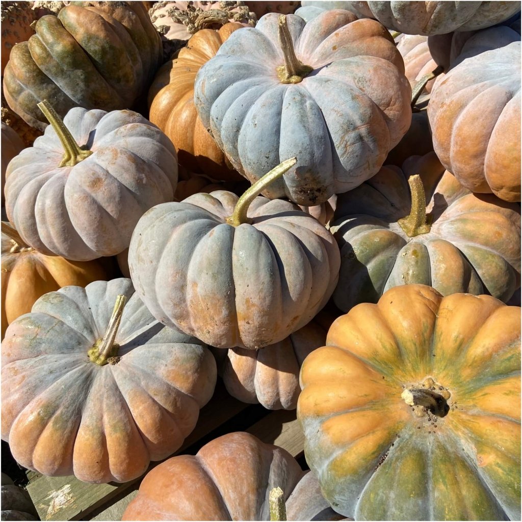 Pumpkin - Musque De Provence seeds - Happy Valley Seeds