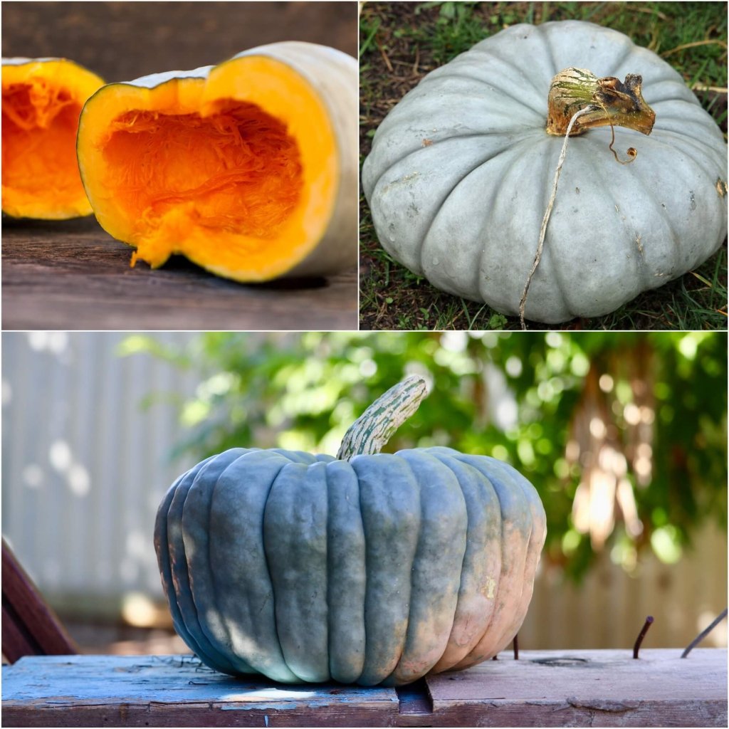 Pumpkin - Queensland Blue seeds - Happy Valley Seeds