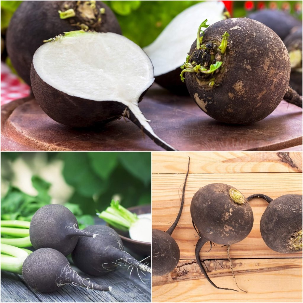 Radish - Black Spanish Round seeds - Happy Valley Seeds