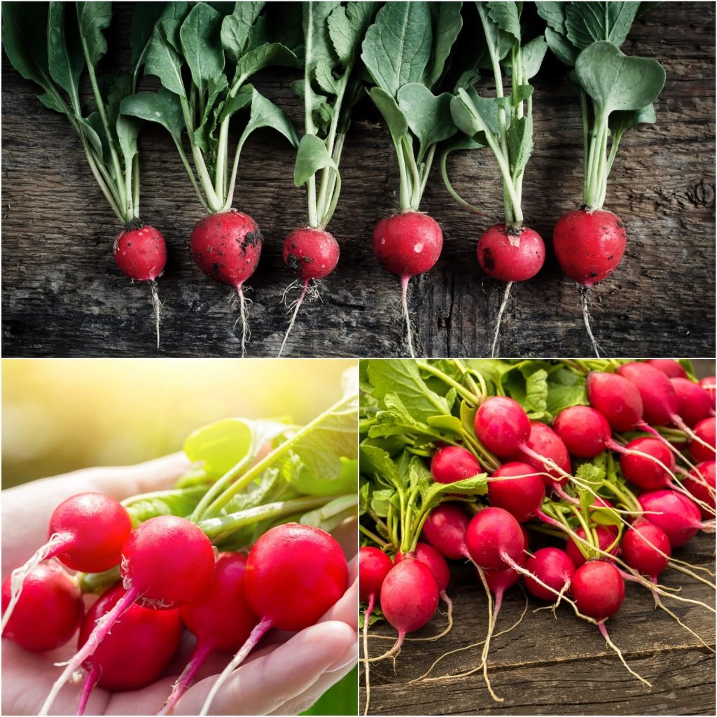 Radish - Champion seeds - Happy Valley Seeds