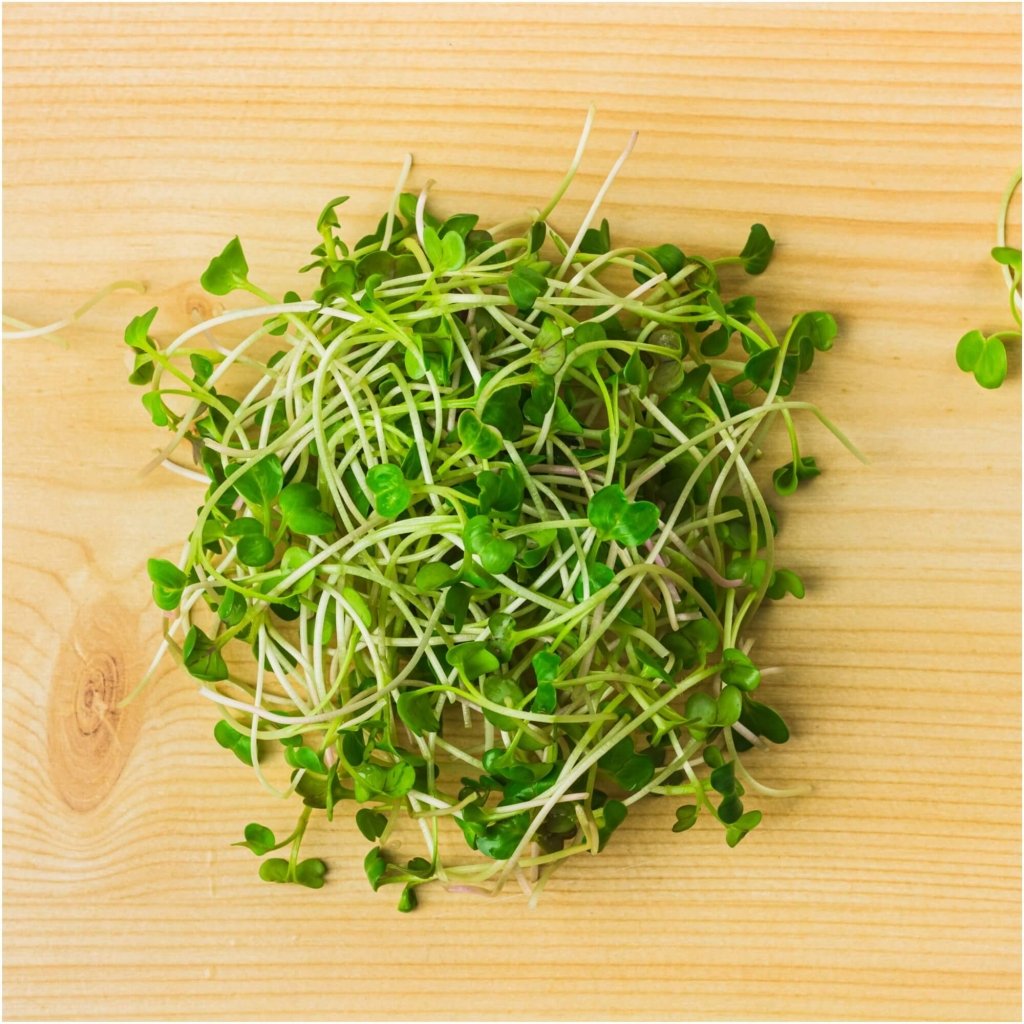 Radish Daikon Green seeds (Sprout) - Happy Valley Seeds