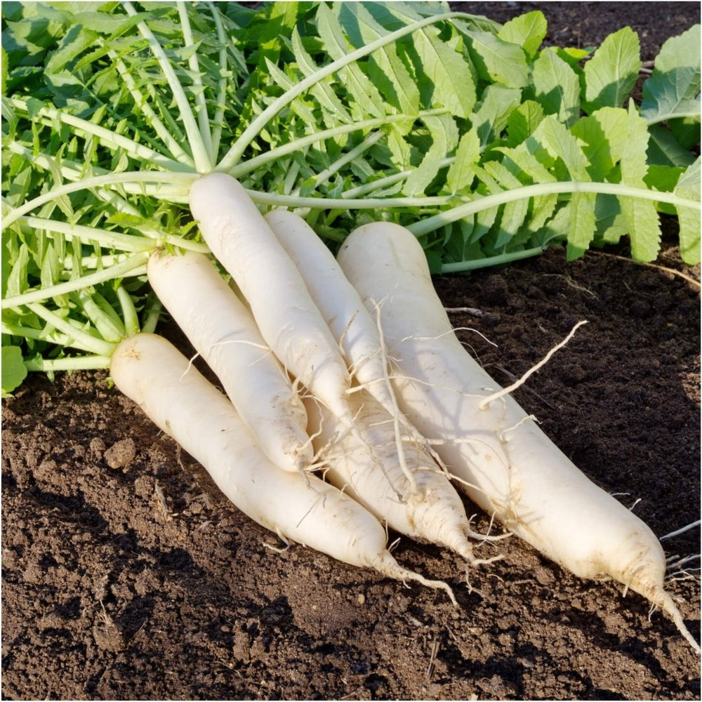 Buy Radish Daikon Miyashige seeds Online Happy Valley Seeds