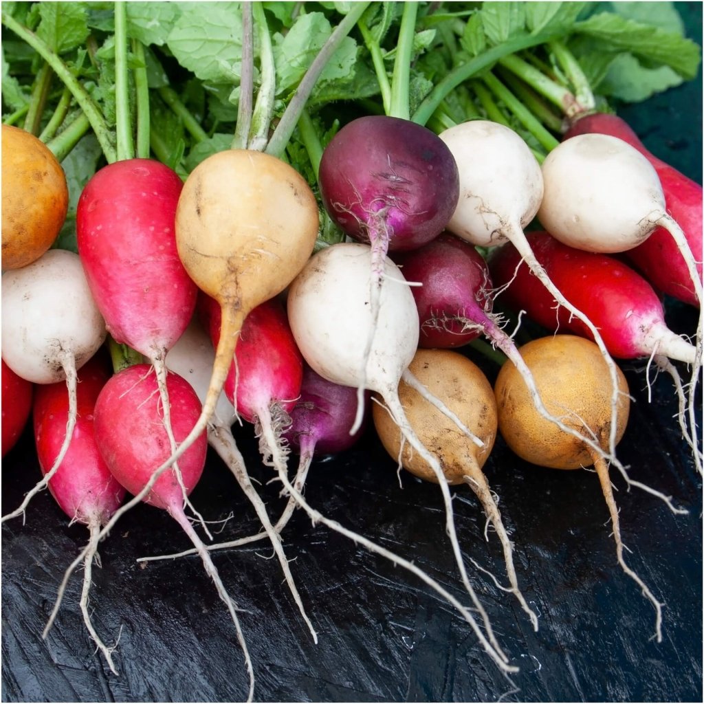 Radish - Easter Egg Mix seeds - Happy Valley Seeds