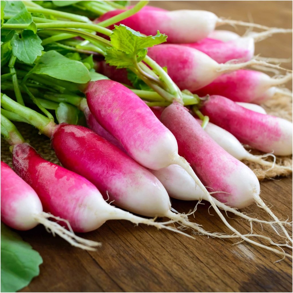 Radish - French Breakfast seeds - Happy Valley Seeds